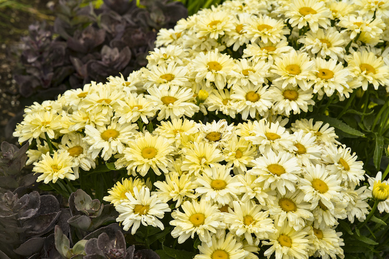 planting-leucanthemum-banana-cream.jpg