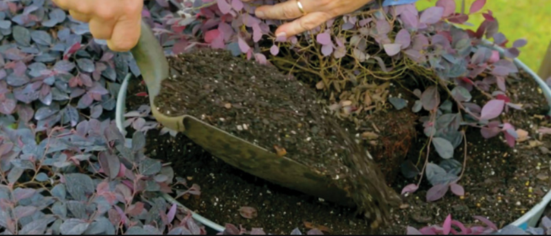 planting-loropetalum.png