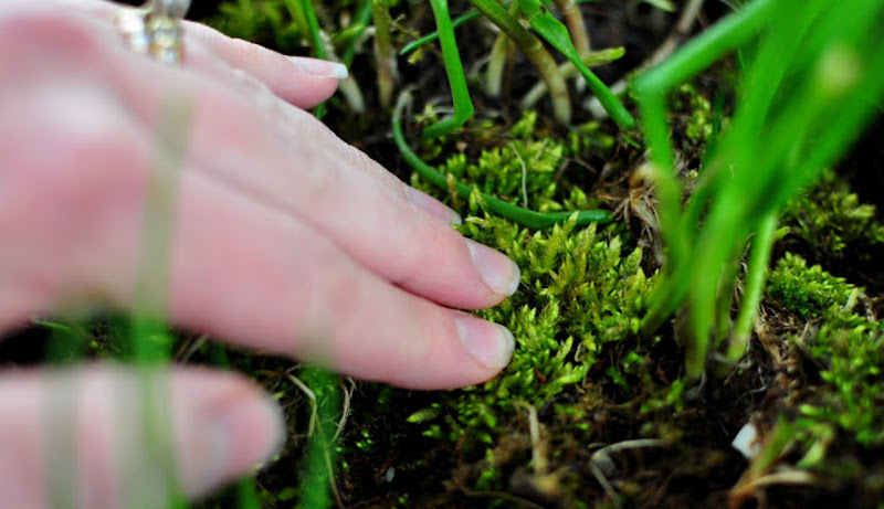 planting-new-moss-mat.jpg