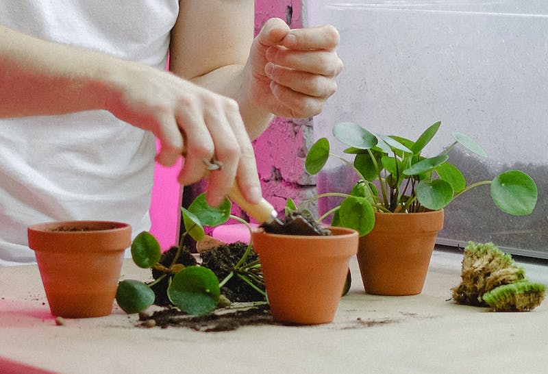 planting-new-pilea-plants-in-terra-cotta-pots.jpg