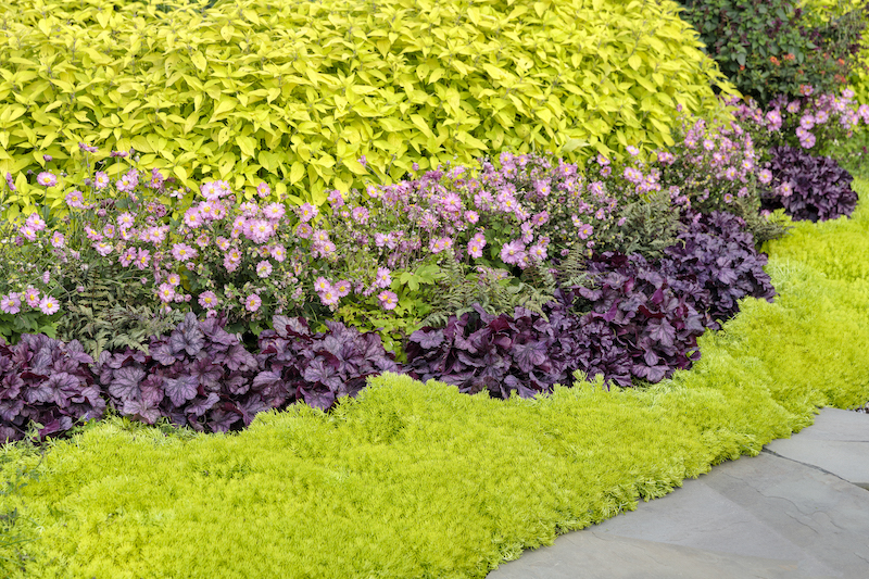 planting-of-anemoneheuchera-sedum.jpg