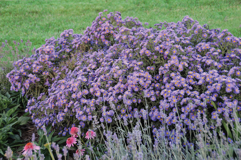 planting-of-aster-kickin-lilac-blue.jpg