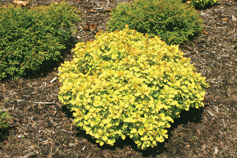 planting-of-berberis-sunjoy-gold-beret.jpg