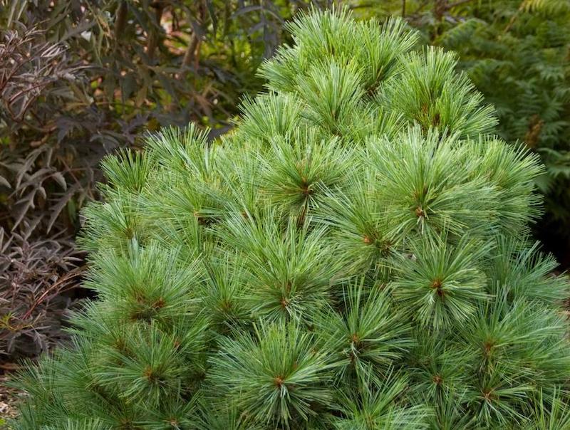 Can You Prune Coniferous Trees?