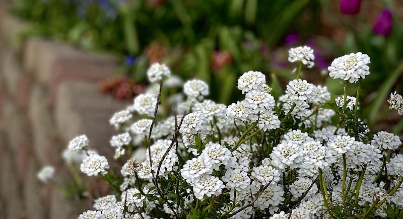 planting-of-candytuft-draped-over-retaining-wall.jpg