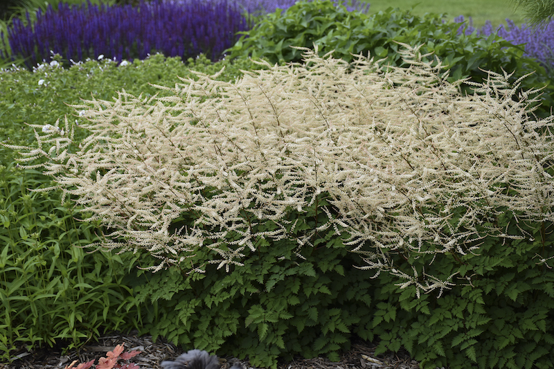 planting-of-chantilly-lace-goatsbeard.jpg