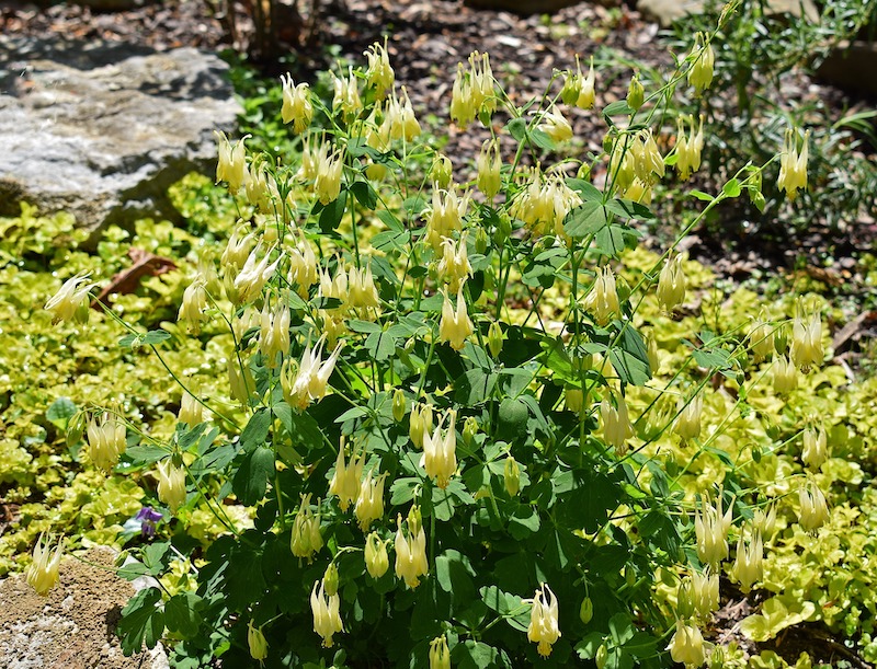 planting-of-columbine.jpg