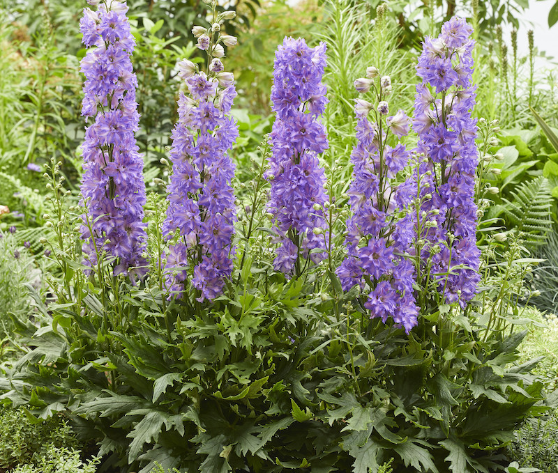 planting-of-delphinium-delgenius-breezin.jpg