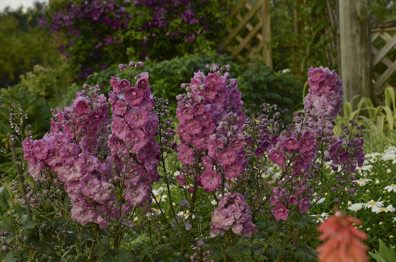 planting-of-delphinium-pink-punch.jpg