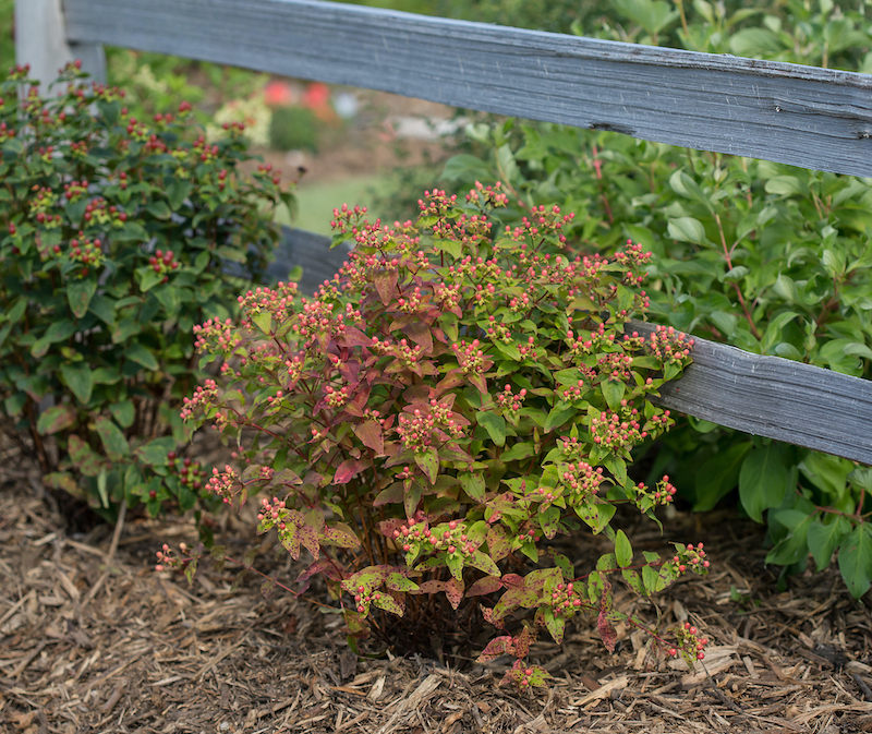 Planting St. John's Wort