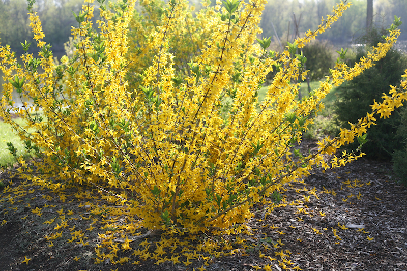 planting-of-forsythia-flying-machine-in-bloom.jpg