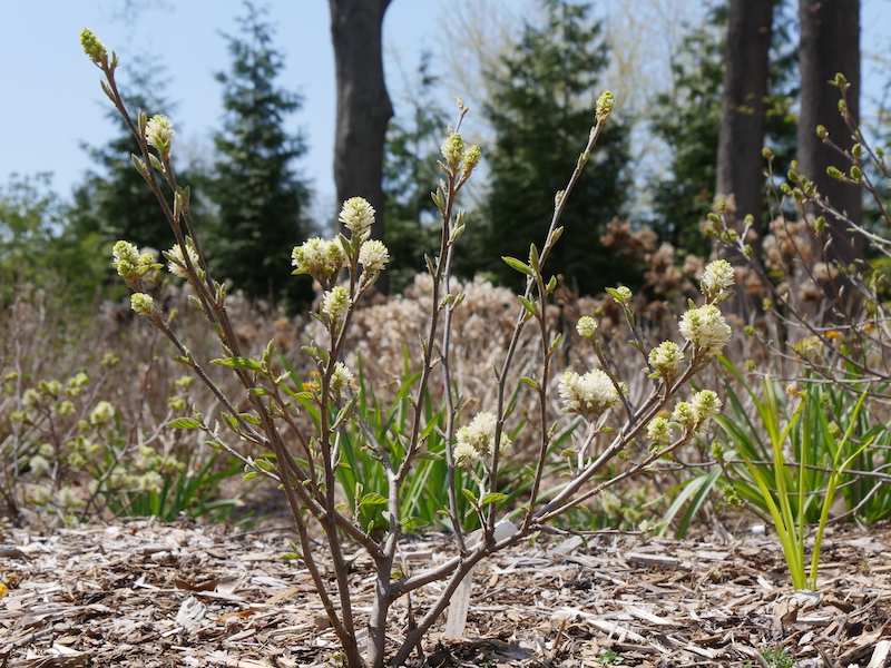 planting-of-fothergilla-legend-of-the-fall-in-bloom.jpg