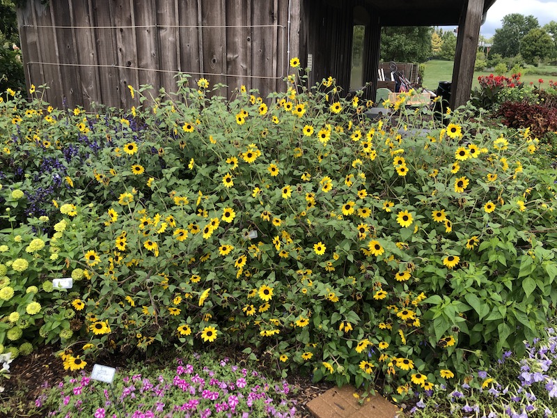 planting-of-helianthus-hybrid-sunflowers.jpg