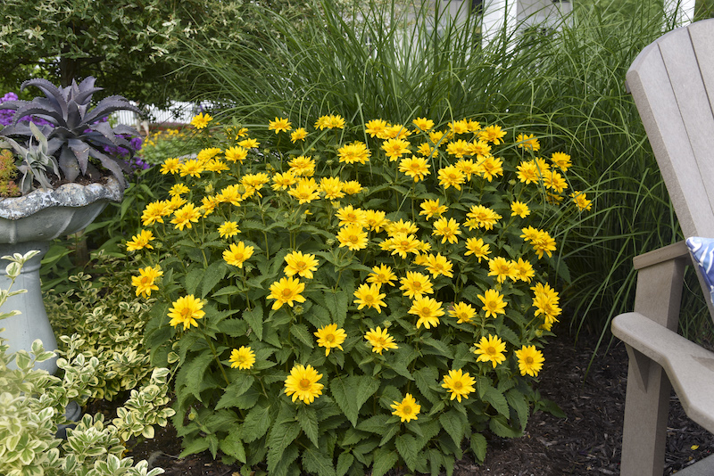 planting-of-heliopsis-tuscan-gold.jpg