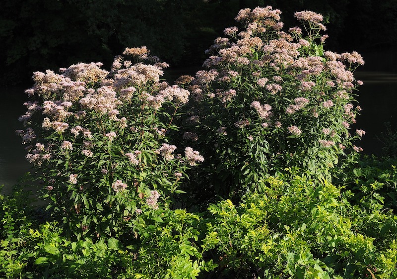 planting-of-joe-pye-weed.jpg