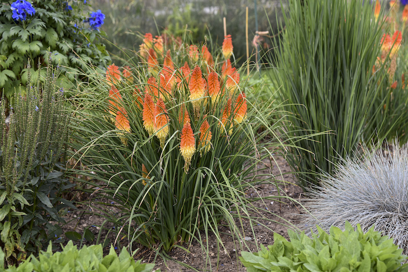 planting-of-kniphofia-backdraft-in-a-border.jpg