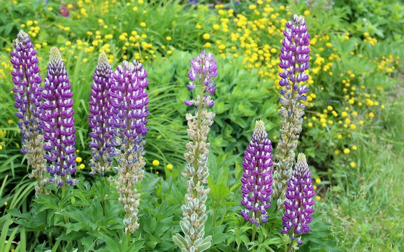 planting-of-lupine-with-seed-pods.jpg