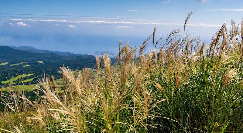 planting-of-miscanthus-grass.jpg