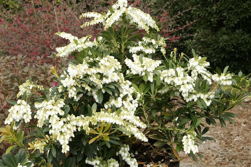 planting-of-mountain-snow-pieris.jpg