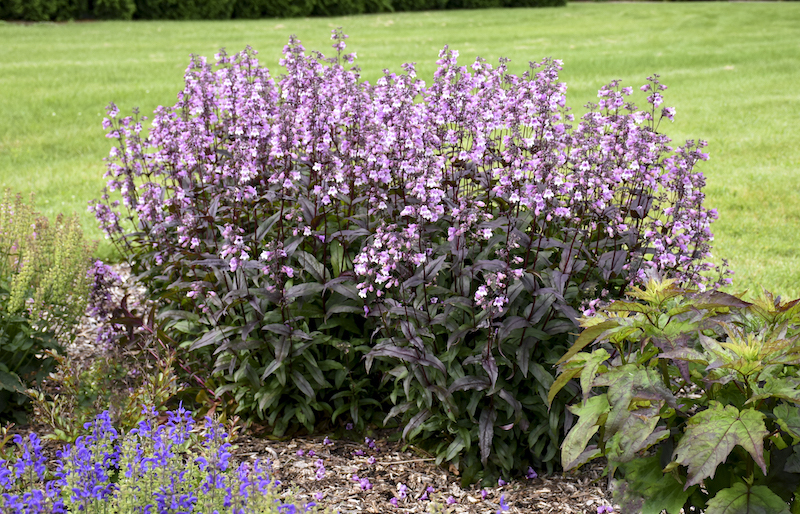 planting-of-penstemon-midnight-masquerade.jpg