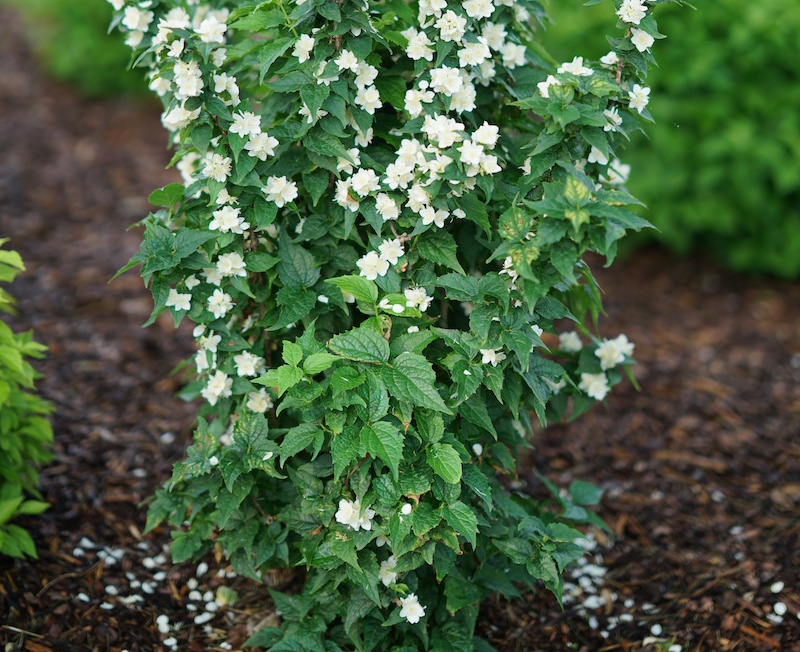 planting-of-philadelphus-illuminati-tiny-tower.jpg