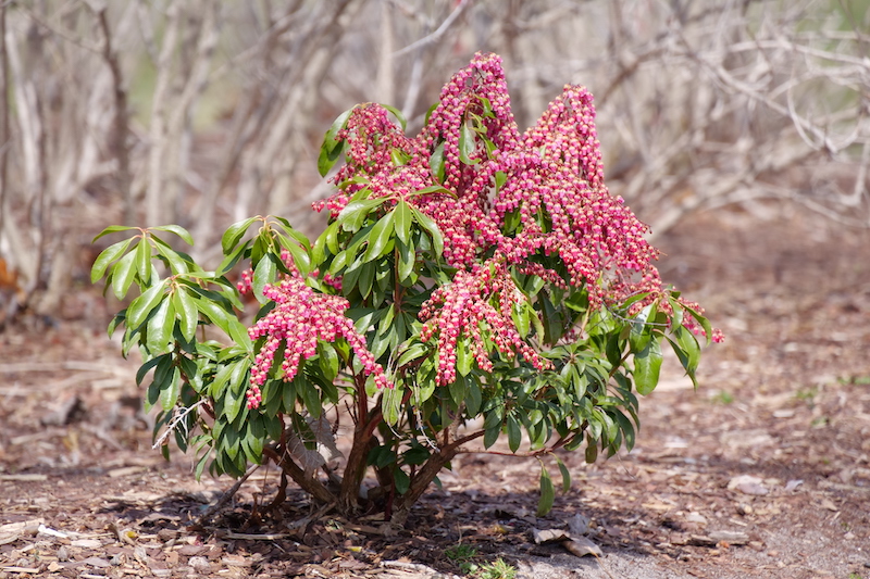 planting-of-pieris-interstella.jpg