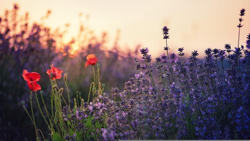 planting-of-poppies-and-lavender.jpg