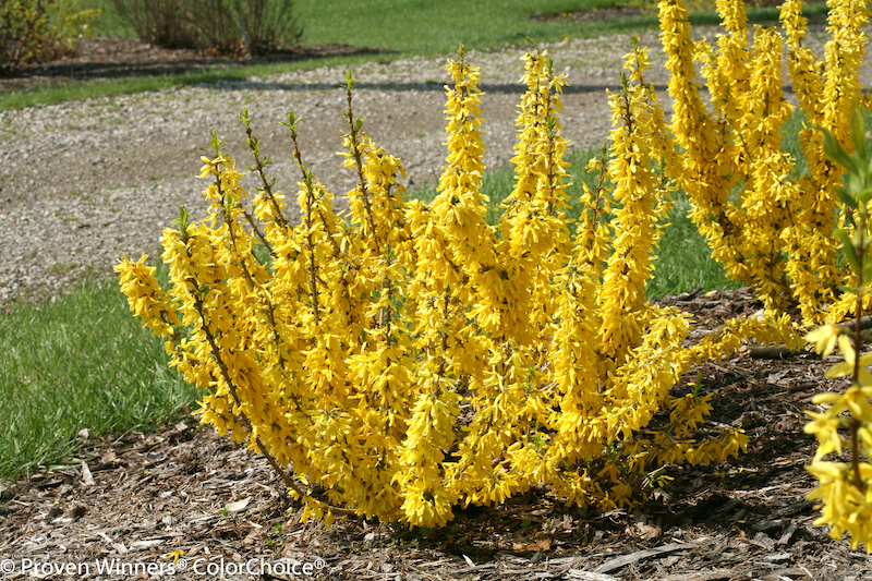 planting-of-show-off-sugar-baby-forsythia-with-mulch.jpg