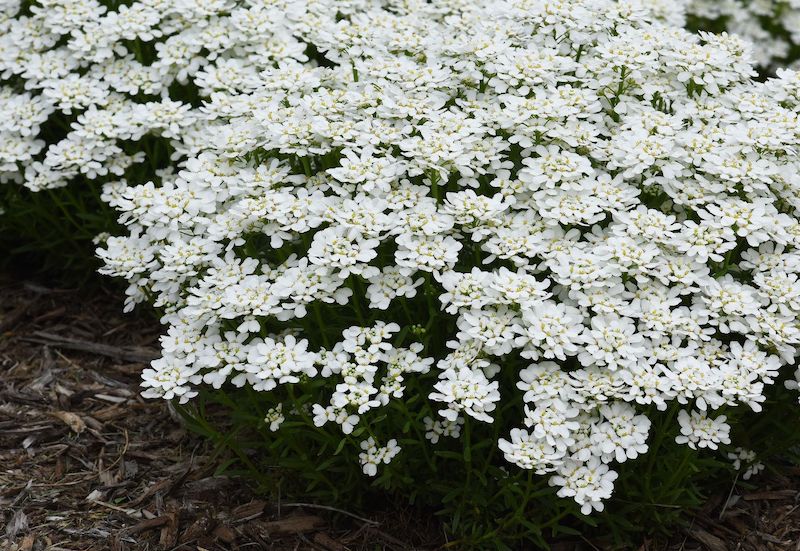 planting-of-snowsation-candytuft.jpg