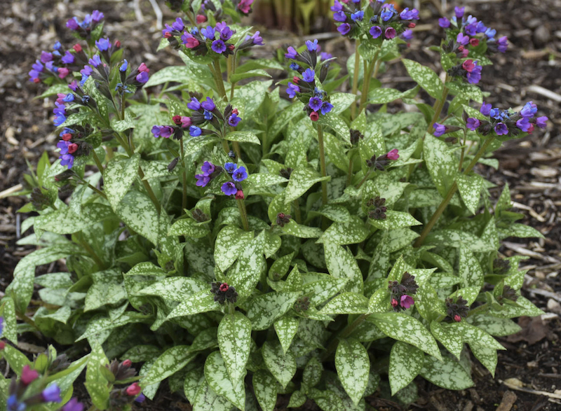 planting-of-spot-on-lungwort-in-bloom.jpg