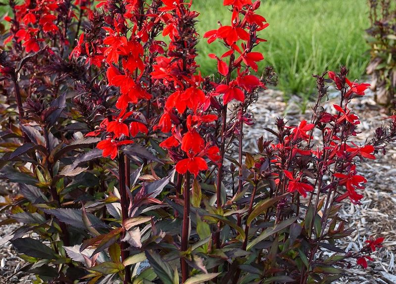 planting-of-starship-scarlet-bronze-lobelia.jpg