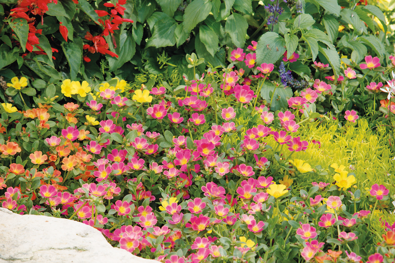 planting-of-three-purslane-varieties-with-sedum.jpg