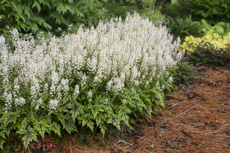 Foamflower  Tiarella cordifolia