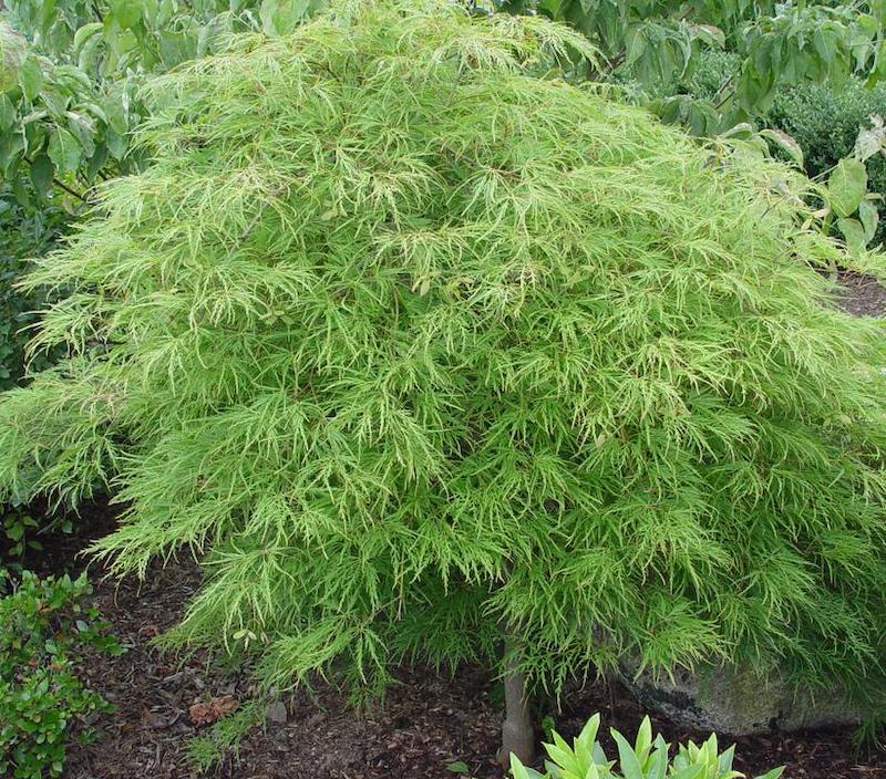 planting-of-waterfall-threadleaf-weeping-japanese-maple.jpg