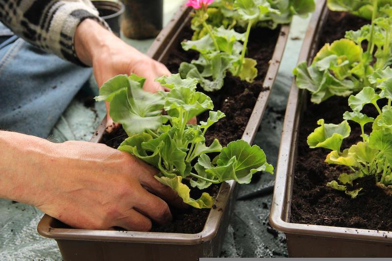 planting-pelargoniums.jpg