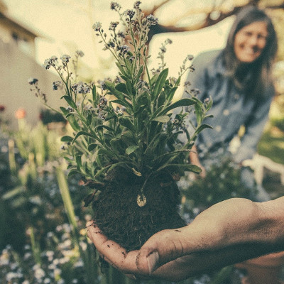 Planting New Plants