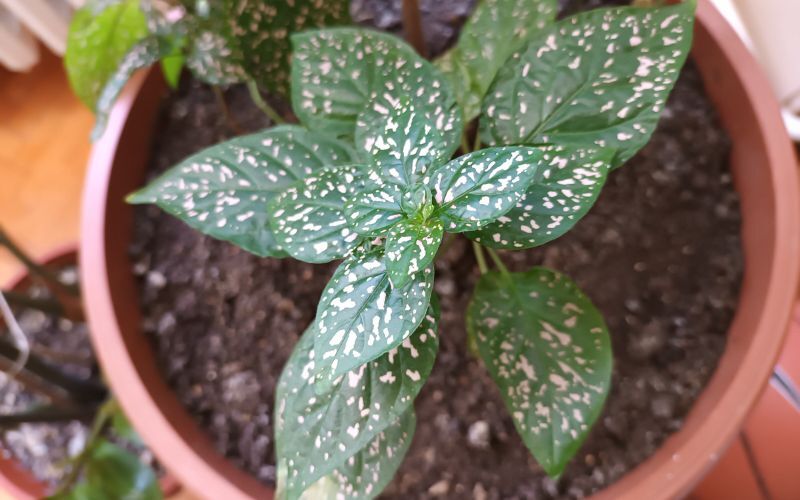 planting-polka-dot-plants.jpg
