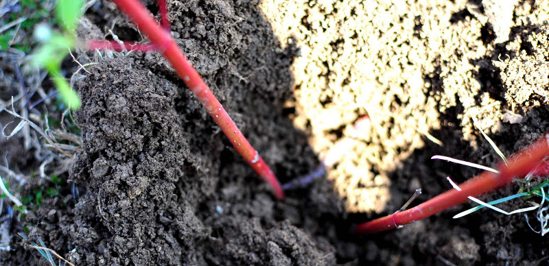 planting-red-twig-dogwood-cuttings-in-the-ground.jpg