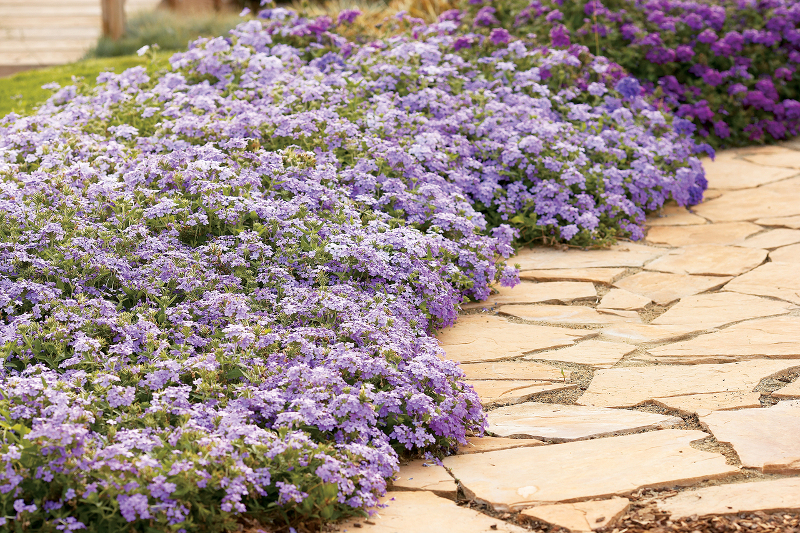 planting-verbena-as-garden-border.jpg