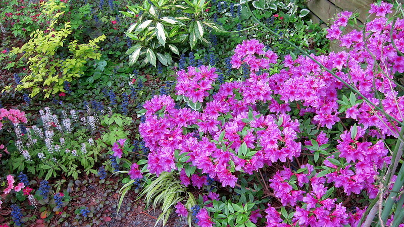 planting-with-aucuba-picturata-tiarella-spring-symphony-hakonechloa-stripe-it-rich-rhododendron-herbert-and-asparagus-officinalis.jpg