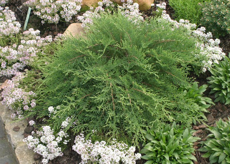 planting-with-celtic-pride-siberian-cypress.jpg