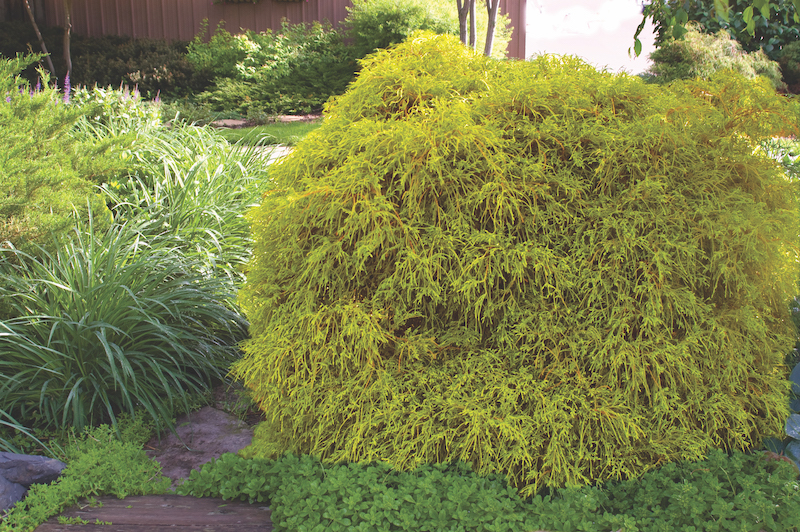 planting-with-golden-mops-threadleaf-false-cypress.jpg