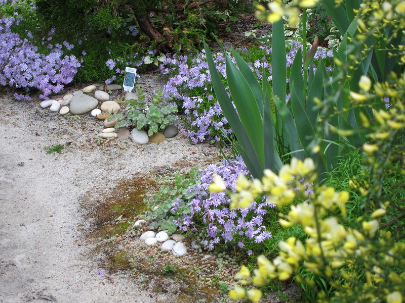 planting-with-phlox-nivalis-camla-sedum-sieboldii-cytisus-scoparius-moonlight-.jpg