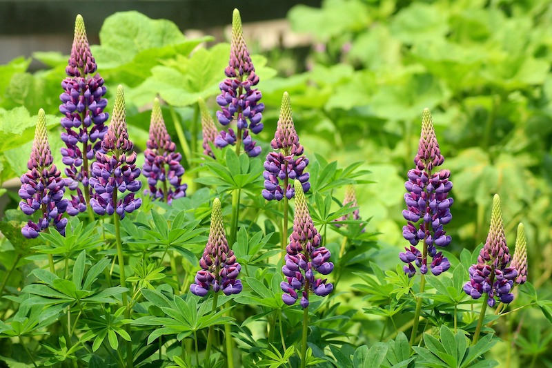 planting-with-purple-lupine.jpg