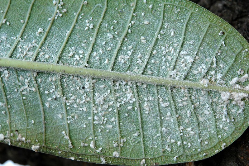 plumeria-leaf-with-whiteflies-colony.jpg