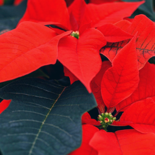 Poinsettia Care