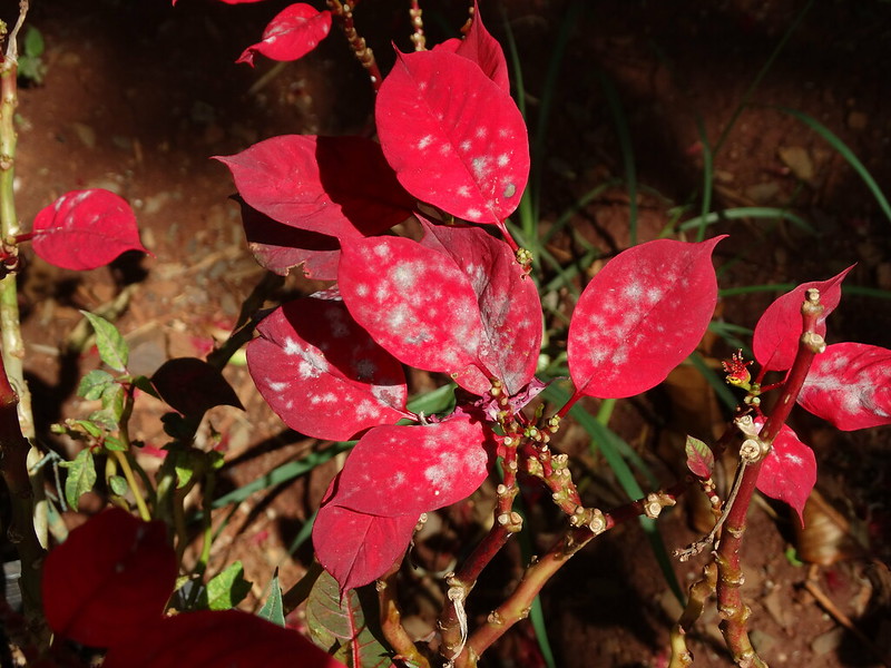 poinsettia-euphorbia-pulcherrima-with-powdery-mildew.jpg