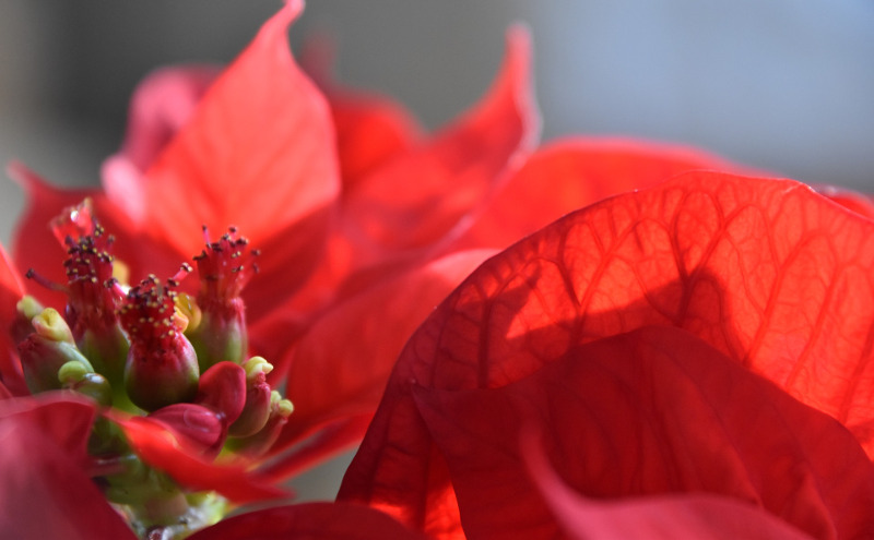 poinsettia-flower-and-brachs.jpg