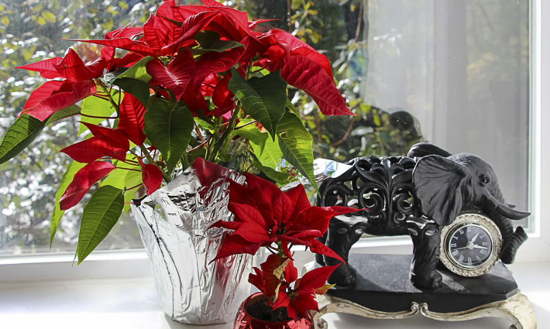 poinsettia-gift-wrapped-in-foil.jpg