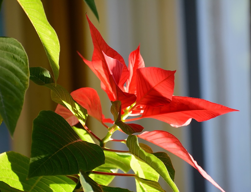 poinsettia-in-bright-sunlight.jpg